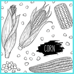 Kolorowanka kukurydza
