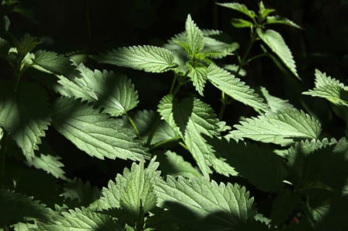 Pokrzywa a karmienie piersią – czy można ją bezpiecznie jeść?