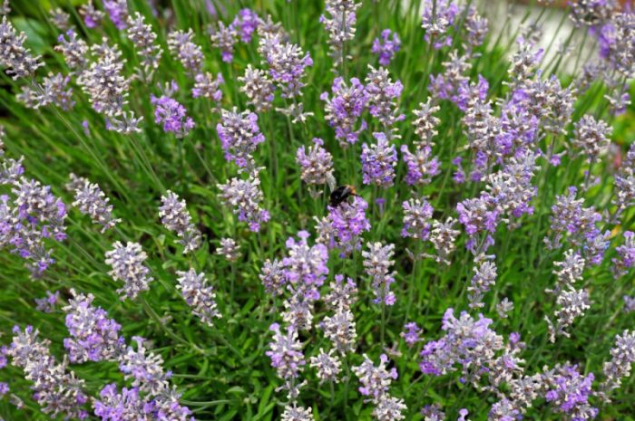 Szałwia a karmienie piersią – czy można ją bezpiecznie pić?